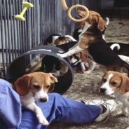 Rescuers Save 4,000 Beagles From Medical Breeding Farm