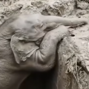 Rescuers Save Baby Elephant Trapped In A Pit