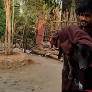 Rescuers Save Dog With Massive Chest Wound Before It’s Too Late