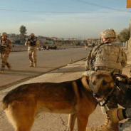 Retired Soldier Gets To Adopt His Old K-9 Partner After A Year Apart