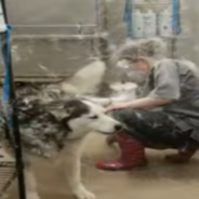 Room Fills With Fur When Groomer Starts De-Shedding A Husky