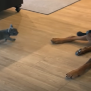 Rottweiler Doesn’t Know How To React To Getting A New Puppy