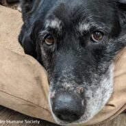 Senior Shelter Dog Seeks Loving Home With Family Who Enjoys Going To The Beach