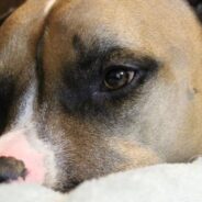 Sick Dog Brought Home So She Wouldn’t Have to Die in the Shelter, Makes Miracle Recovery