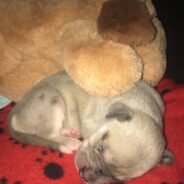 Special Needs Puppy Gets ‘Snuggle Puppy’ to Keep Her Company, Is Best Friends with it Years Later