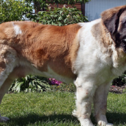 St. Bernard Floods The Yard While Having Fun In The Pool