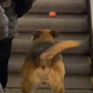 Stray Dog Convinces Shoppers To Play Fetch With Him At The Mall