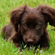 Stray Puppy, Who Had Already Had Puppies Herself, Rescued From Dumpster