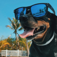 Sun protection and skin care for your dog