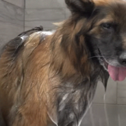 Talkative German Shepherd Goes To The Groomer For The Very First Time