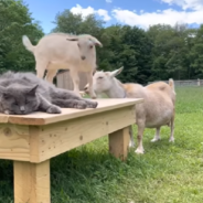 The Life Of Three Barn Cats On A Goat Farm In Maine