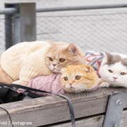 Three City Cats Travel The World With Their Owner