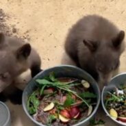 Three Orphaned Bear Cubs Taken to Wildlife Center for Rehabilitation