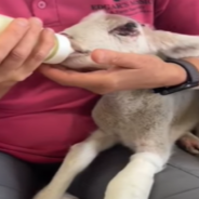 Tiny Lamb Survives Traumatic Fall From Moving Truck And Lives To Tell The Story