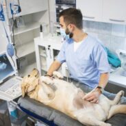 Top Signs of Pancreatitis in Dogs and What to Do Next