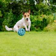 Turning your dog’s playtime into learning and bonding