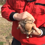 Two Puppies Found Abandoned And Shaking In A Cardboard Box Just Outside A Shelter