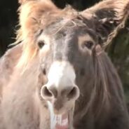 Veterinarians are Using 25-Year-Old Semen to Save Endangered Donkeys through Artificial Insemination