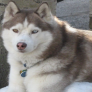 Vocal Husky Doesn’t Want To Leave The Snow