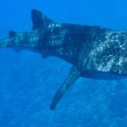 Whale Sharks Eat Their Greens, Making Them the World’s Largest Omnivores