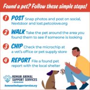 What to Do if You Find a Lost Dog This July 4th