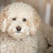 What’s the Difference Between F1 vs F1B Goldendoodles?