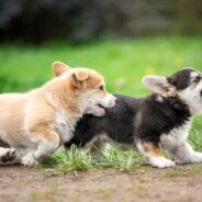 Why Puppy Playtime is Important to Socialize Your Dog