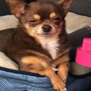 Woman Adopts ‘Judgmental’ Chihuahua And The Internet Can’t Get Enough