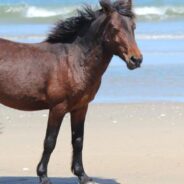 15 U.S. States Have An Official State Horse Breed