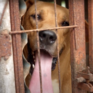 21 Dogs Are Freed From Meat Farm Just 3 Days Before They Would’ve Been Slaughtered