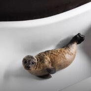 A Baby Seal Keeps on Hissing After Being Rescued and Brought to Rehabilitation