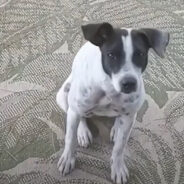 A Beach Dog Built a Special Connection with a Traveling Couple Until a Realization Came Upon Them