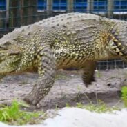 A Cuban Crocodile Gallops like a Horse in Pursuit of a Man in a Florida Theme Park