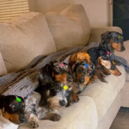 A Group of Dachshunds Went to a Car Wash and You’ll Never Guess What Happened