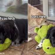 A Soft Toy Causes Hilarious Moment Between Two Dogs on Instagram