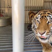 Abused Tigers Are Finally Free After Years Of Torture In Roadside Tourist Attraction