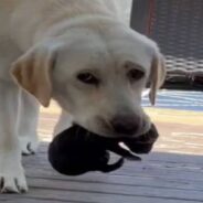 After the Tragic Loss of Her 9 Puppies, Labrador Wants to be a Good Mom to Lone Tiny Survivor