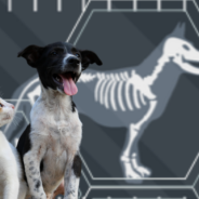 AI helps your veterinarian provide optimal care for your dog or cat