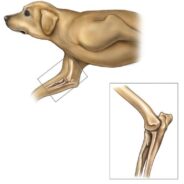 All You Need to Know about Elbow Dysplasia in Dogs