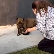 Anxious Pit Bull is Comforted by McDonalds Drive Thru