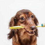 Are You Making this One Mistake with Your Pet’s Dental Care?