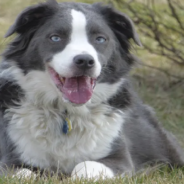 Australian Shepherd Entertains Himself For Hours By Playing On The Swing