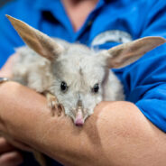 Australia’s Adorable Bilby Is Being Turned Into A Biological Weapon