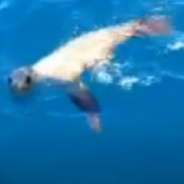 Baby Sea Lion Climbs On Board And Cuddles With Boater