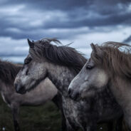 Band Of Wild Horses Evade Capture During Helicopter Roundup In Utah