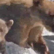 Bear Cub Tumbles Down Waterfall While Learning To Fish In Viral Video