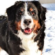 Bernese Mountain Dog