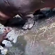 Bibi, the 23-Year-Old Hippo, Gives Birth to a Baby Boy at a Cincinnati Zoo