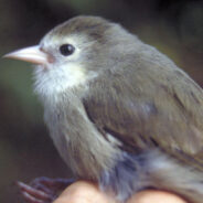 Birds of Hawaii Face Threats Of Extinction As Climate Change Helps Mosquitoes Expand Territory