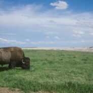 Bison Can Lose 200 Pounds During Mating Season, and Other Facts About Our National Mammal